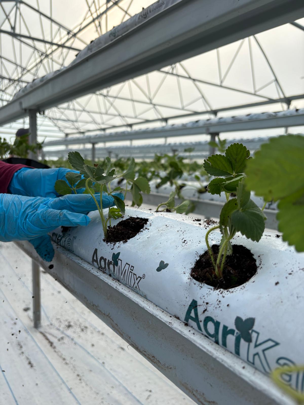 Cocopeat torbalarına fide dikimi